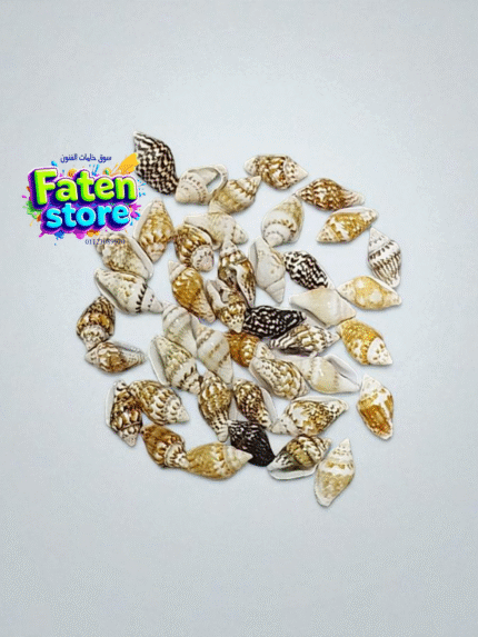 قواقع بحرية صغيرة