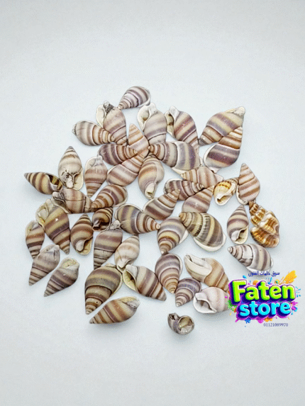 قواقع بحرية