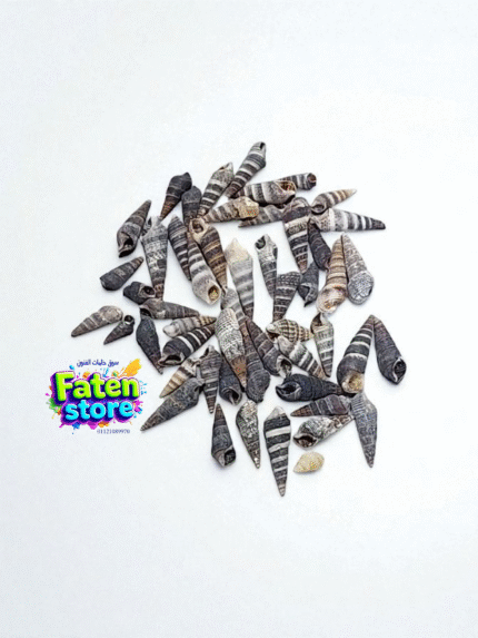 قواقع بحرية